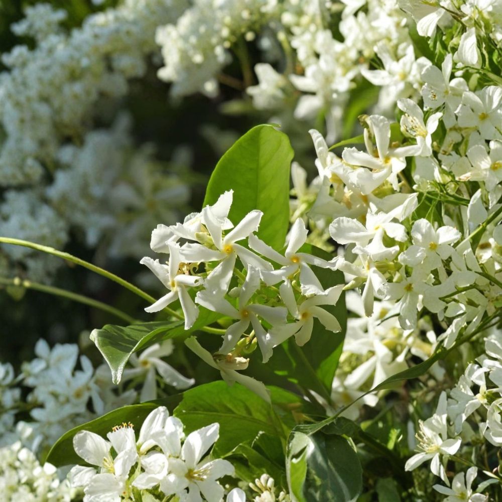Star Jasmine Plant Live – Trachelospermum jasminoides 4–6 Inches Tall | Fragrant Evergreen Climbing Vine for Indoor & Outdoor