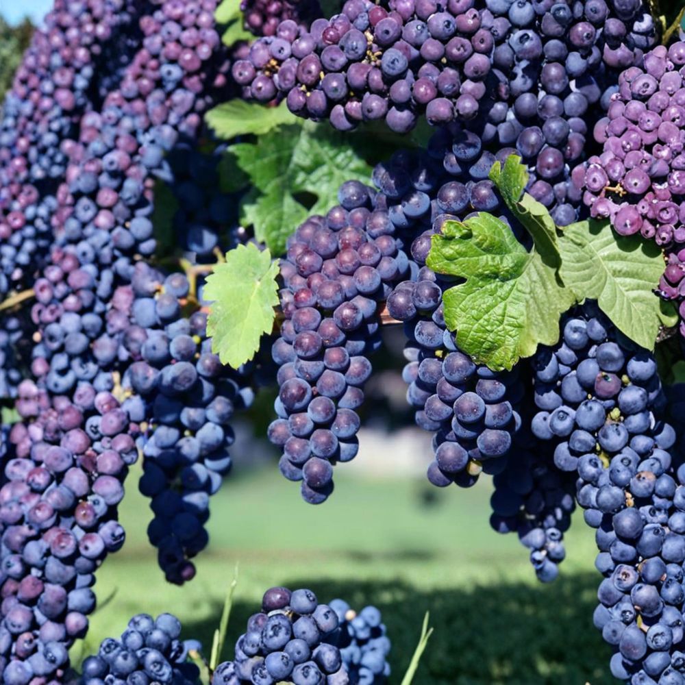 Glenora Seedless Grape Vine – Cold Hardy Vitis labrusca Hybrid for Sweet Purple Grapes