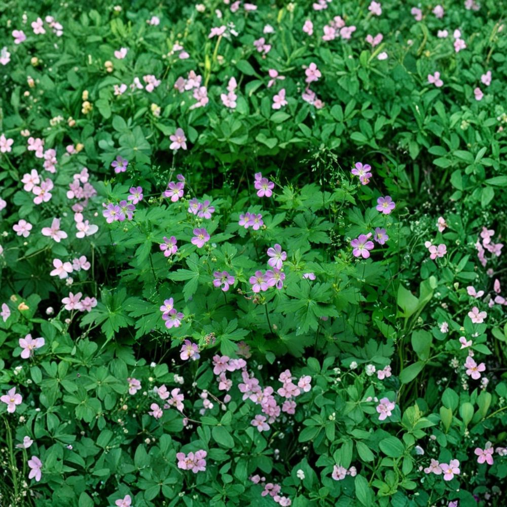 Wild Geranium Roots – 15 Cranesbill Geranium maculatum Native Perennial Plants