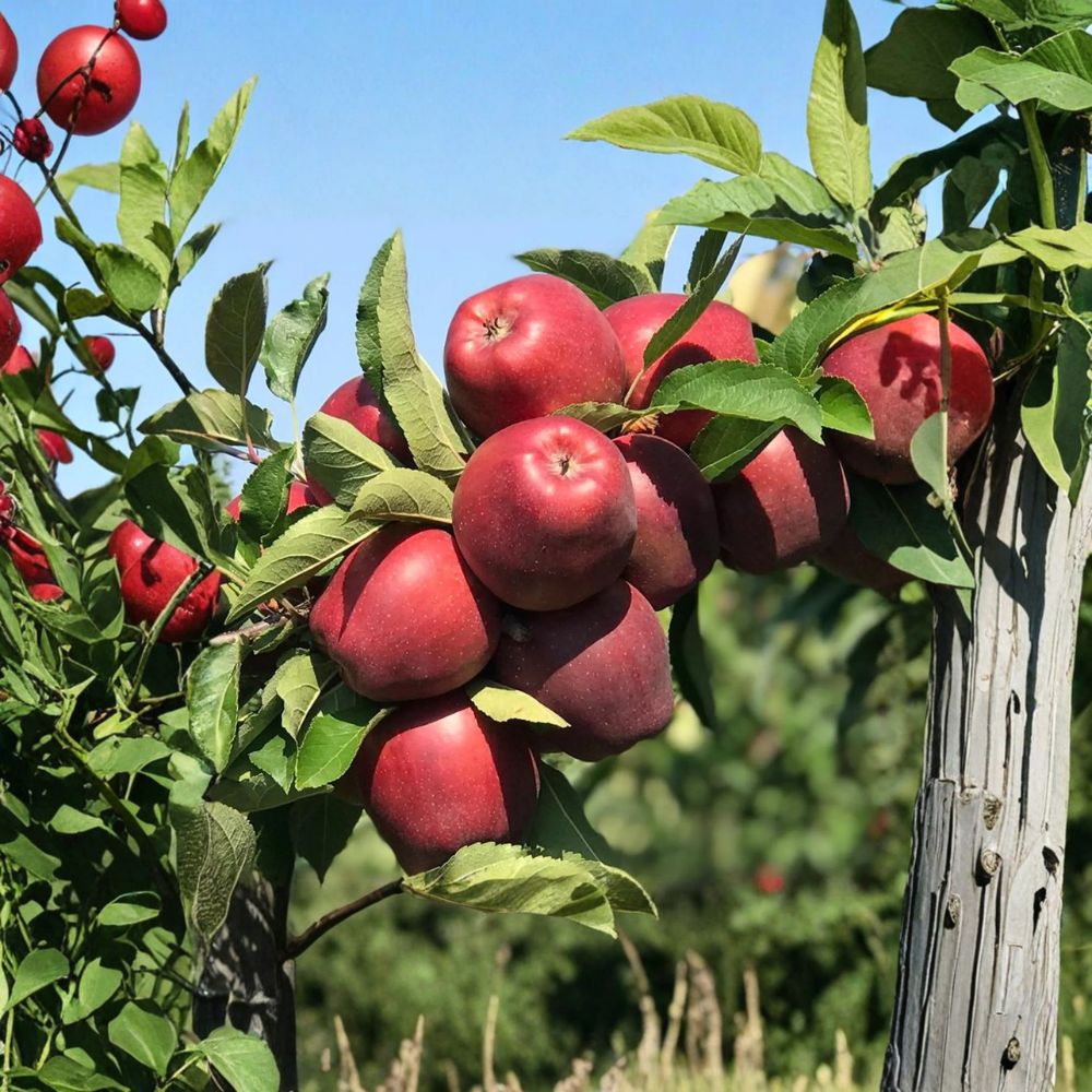Red Delicious Apple Tree Bare Root 32 Inch Semi-Dwarf M7 Rootstock Classic Sweet Fruit
