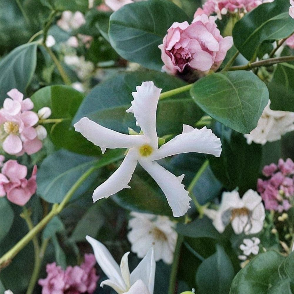 Confederate Star Jasmine Live Plant – Fragrant Evergreen Vine in 6 Inch Pot for Patio & Garden