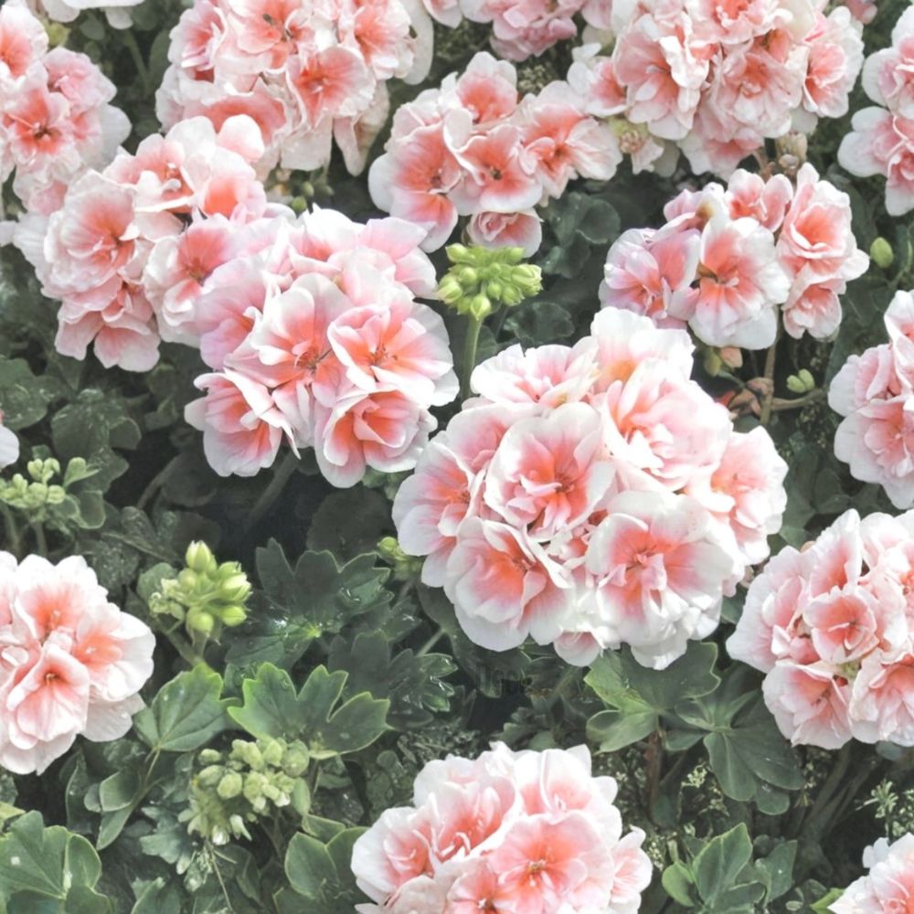 Pink White Geranium Seeds – Pelargonium Flower Seeds | 10 Seeds | Patio & Garden Friendly