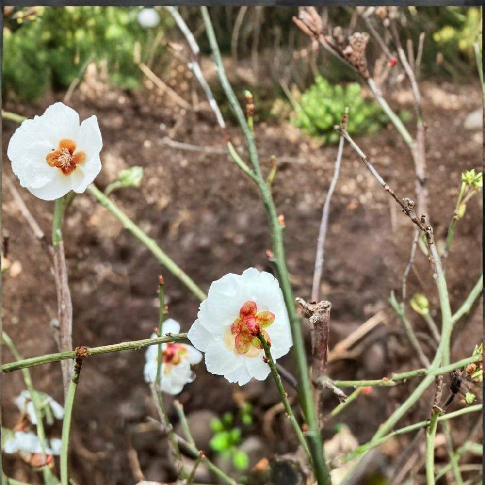 Yudie Ume Tree Prunus mume Live Plant | Jade Butterfly White Double Blossoms Fragrant Ornamental Apricot