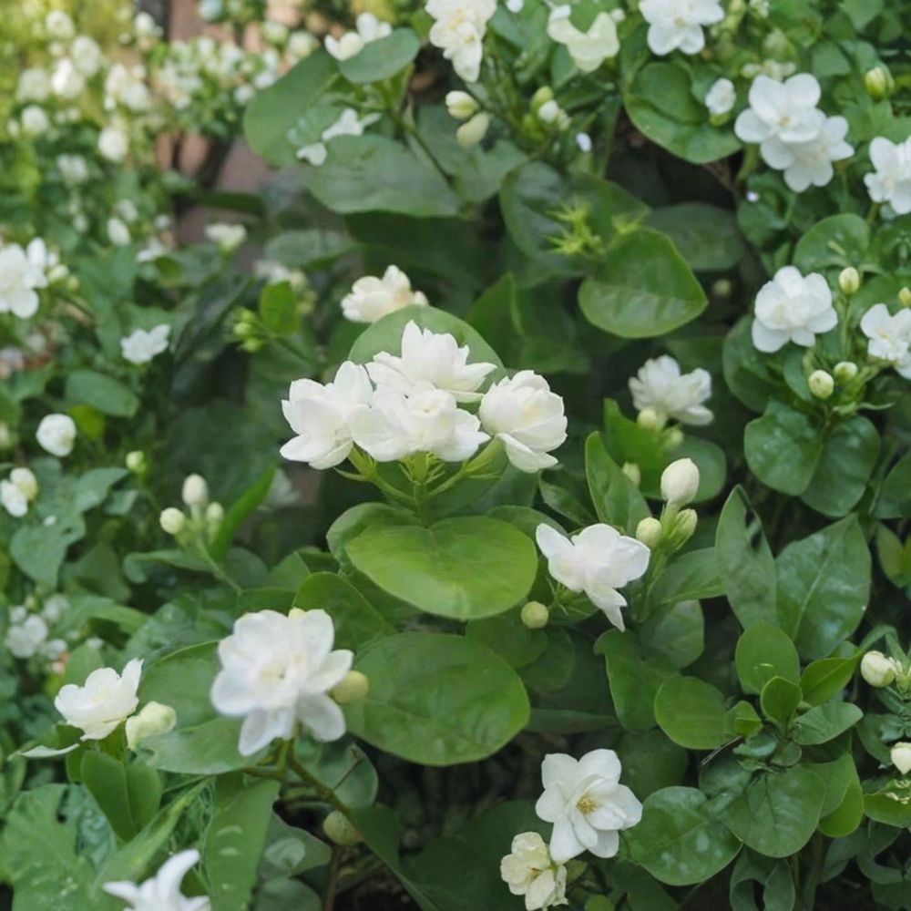 Arabian Jasmine Seeds – Jasminum sambac Pure White Flowers | 10 Seeds | Fragrant Indoor & Outdoor Plant