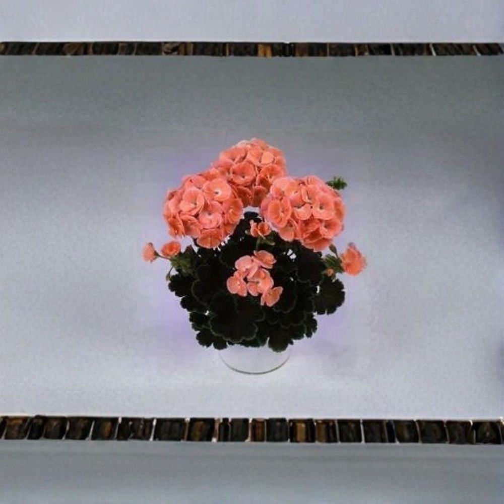Geranium Black Velvet Salmon Pelargonium Seeds | 100 Coated Seeds | Chocolate & Green Foliage with Salmon Blooms