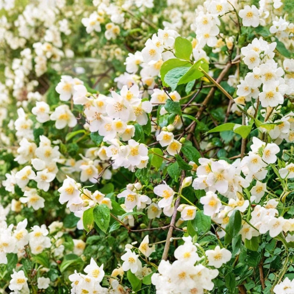 Sweet Mock Orange Plants 3 Pack Bare Root | Philadelphus coronarius | Fragrant White Flowers | Hardy Garden Shrubs