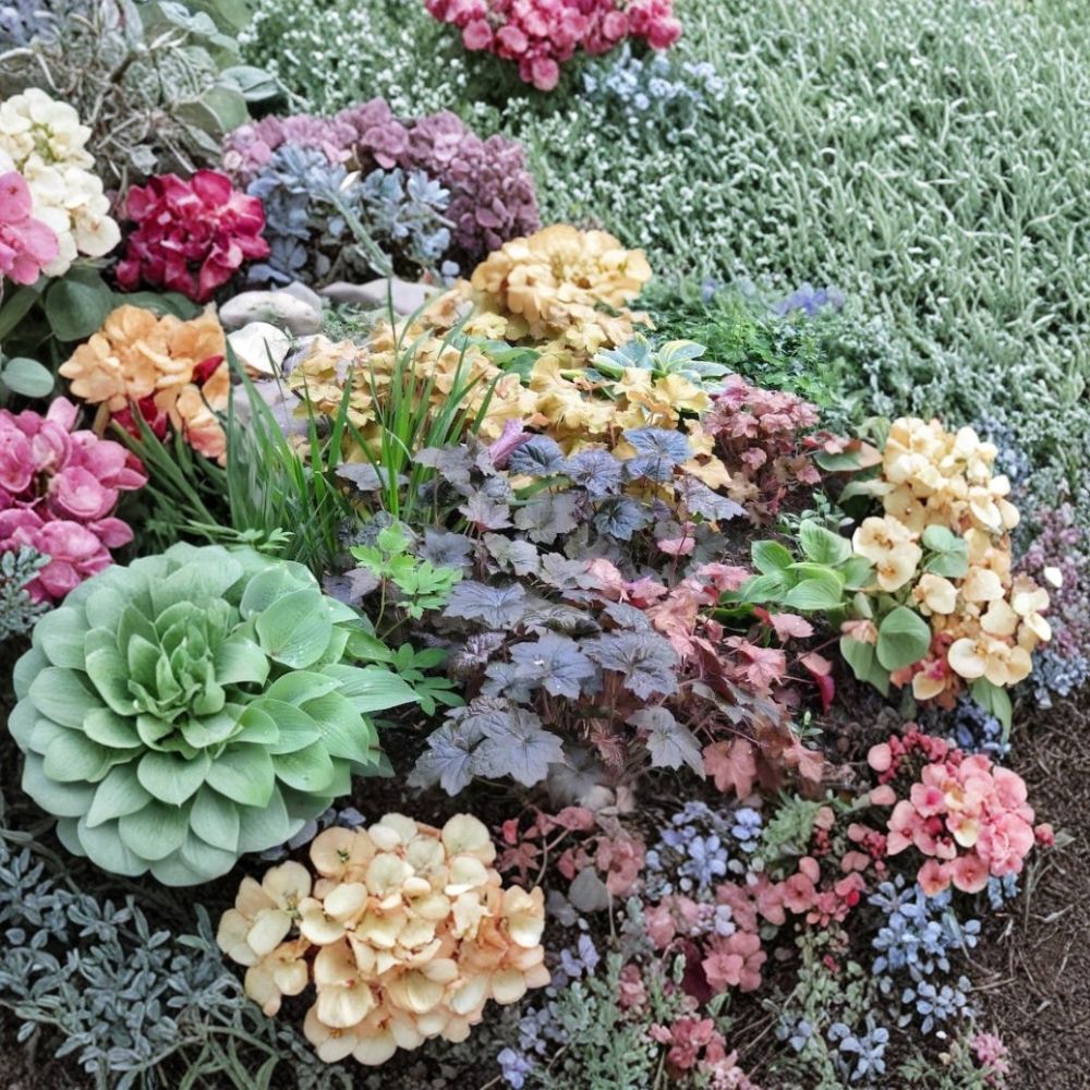 Coral Bells Heuchera Seeds – 1,200 Alumroot Perennial Seeds for Shade Gardens