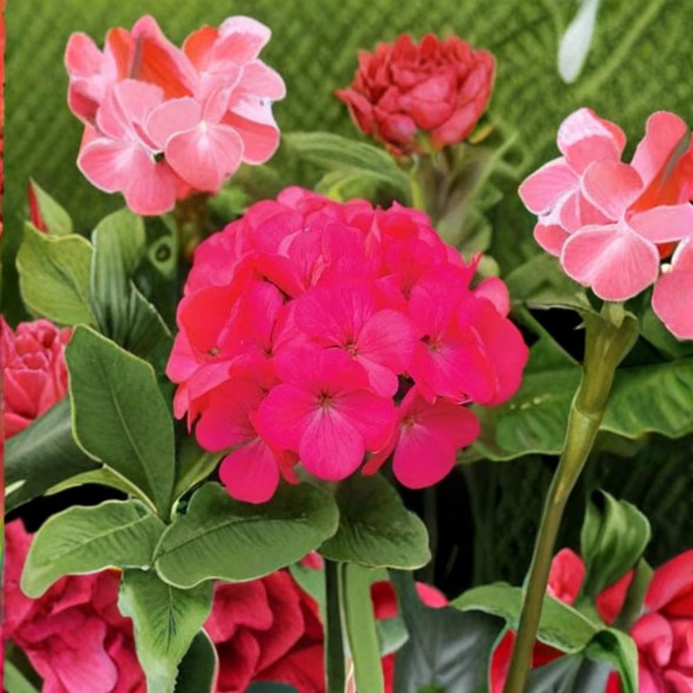 Geranium Maverick Rose Pelargonium Seeds | 1,000 Pastel Rose Blooms | Robust Garden Geranium