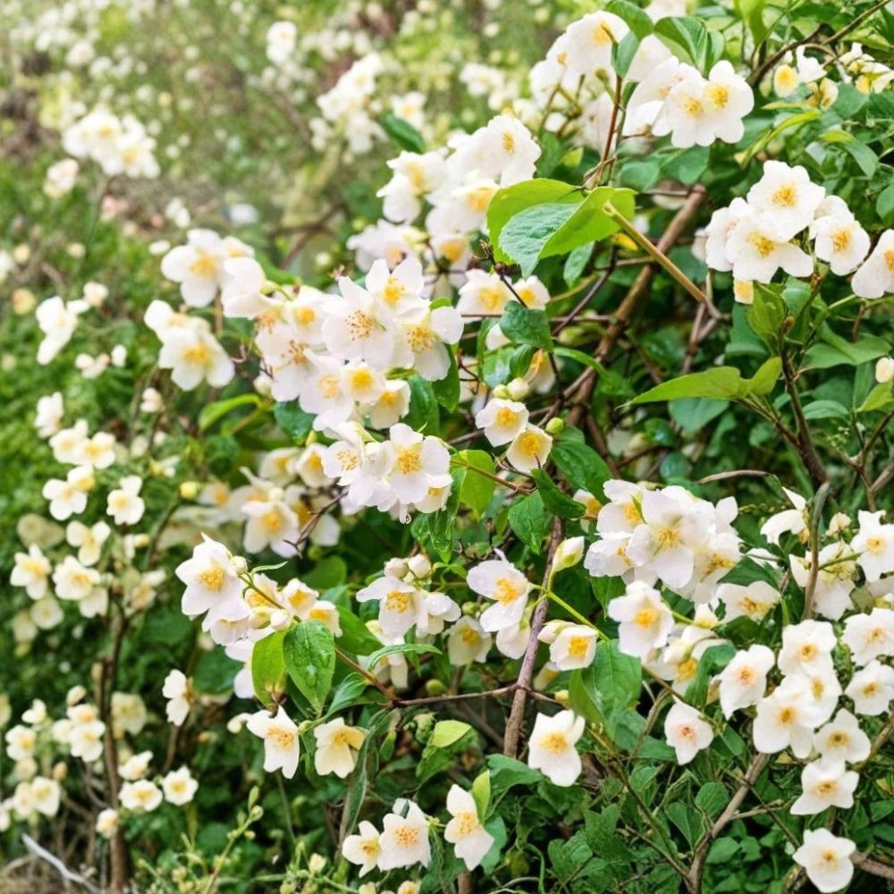 Sweet Mock Orange Plant Bare Root – Fragrant Philadelphus coronarius Shrub 12–24 Inch Starter