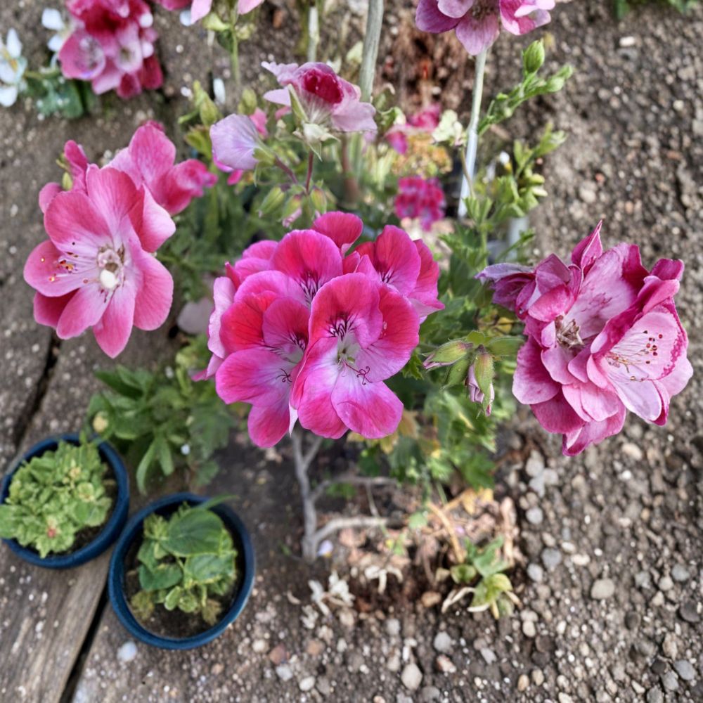 Organic Regal Pelargonium Geranium – 5 Live Cuttings | Sun Loving Flower Plant