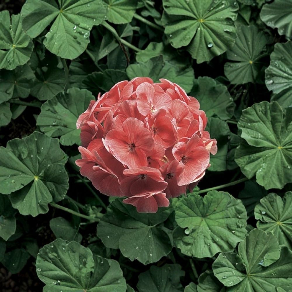 Ringo 2000 Light Salmon Geranium Seeds – 15 Zonal Geranium Seeds for Patio & Container Gardening