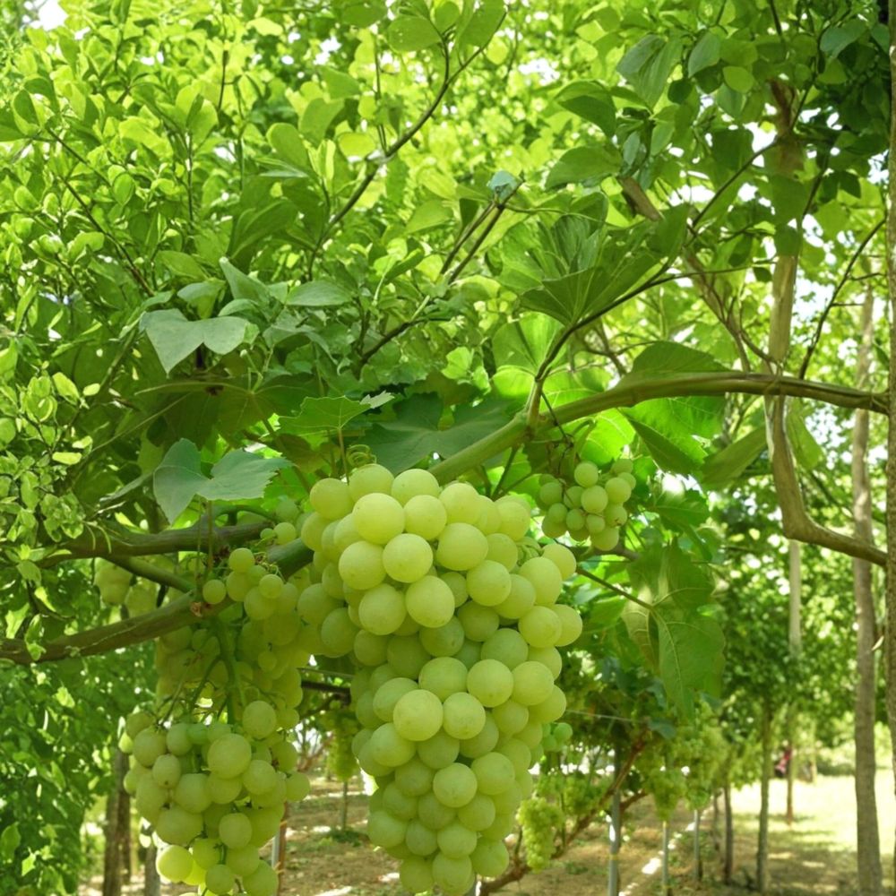 Thompson Seedless Grape Cuttings – 5 Pack Vitis vinifera Live Cuttings for DIY Vineyard Propagation