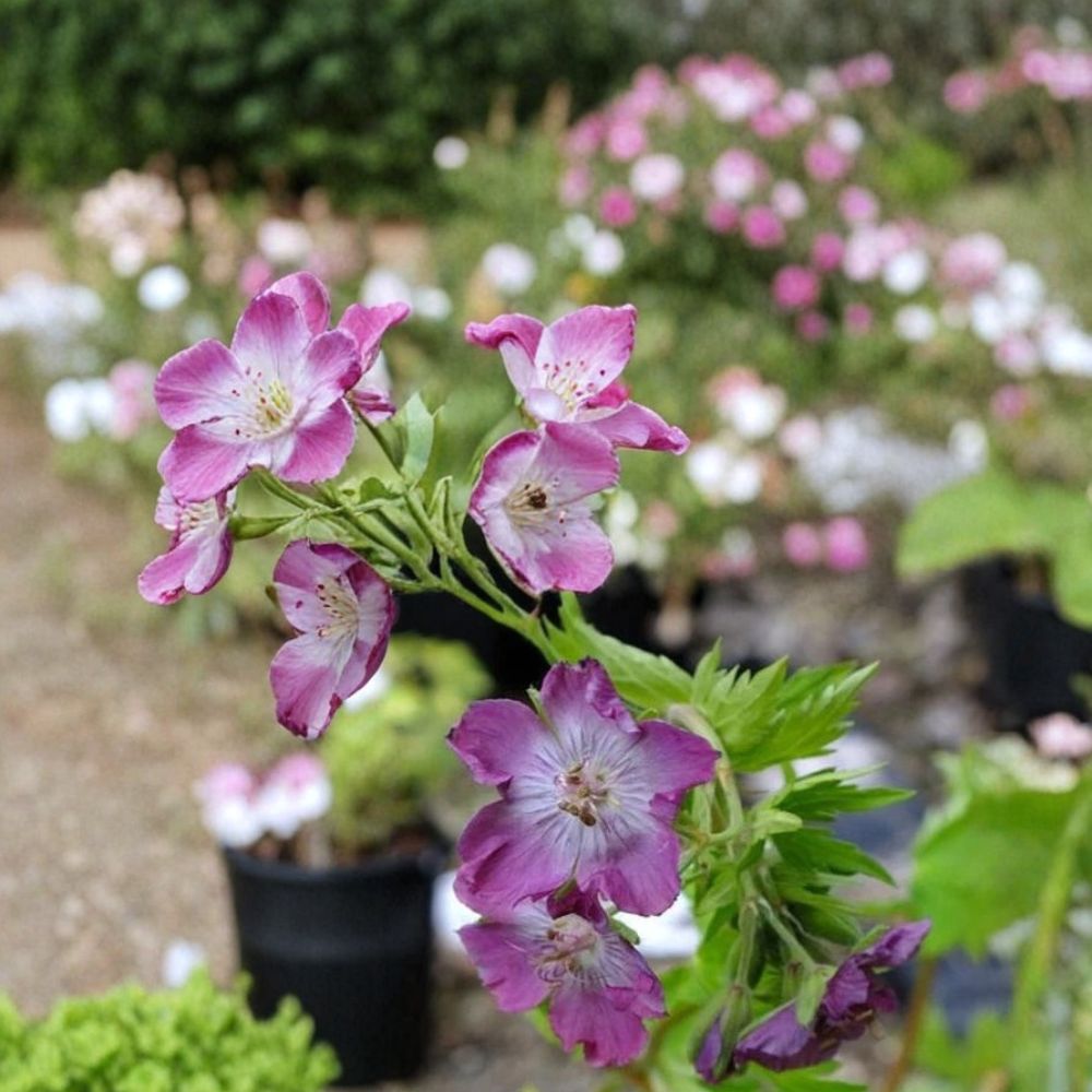 Mottisfont Rose Geranium Seeds – 25+ Premium Pelargonium Flower Seeds for Rose Pink Blooms