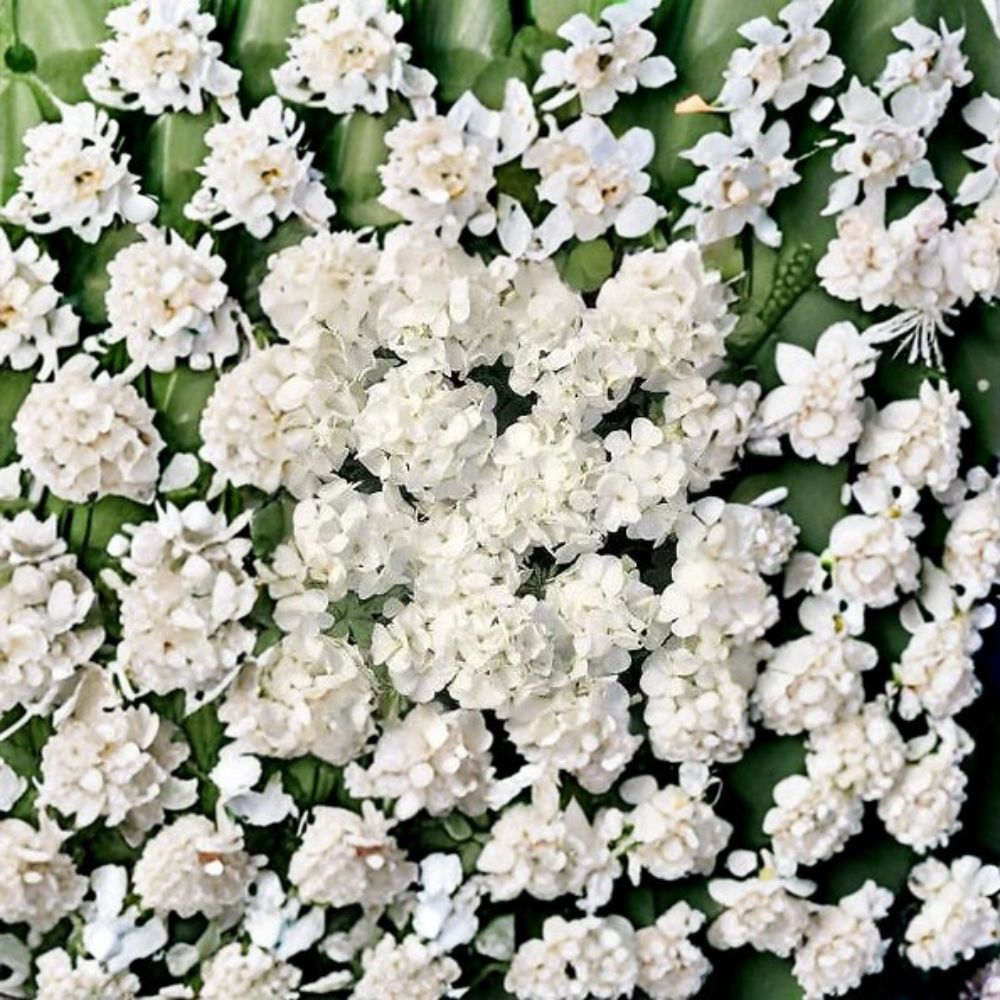 Geranium Multibloom White Pelargonium Seeds | 1,000 Coated Seeds | Continuous Pure White Blooms | Compact Garden & Container Friendly