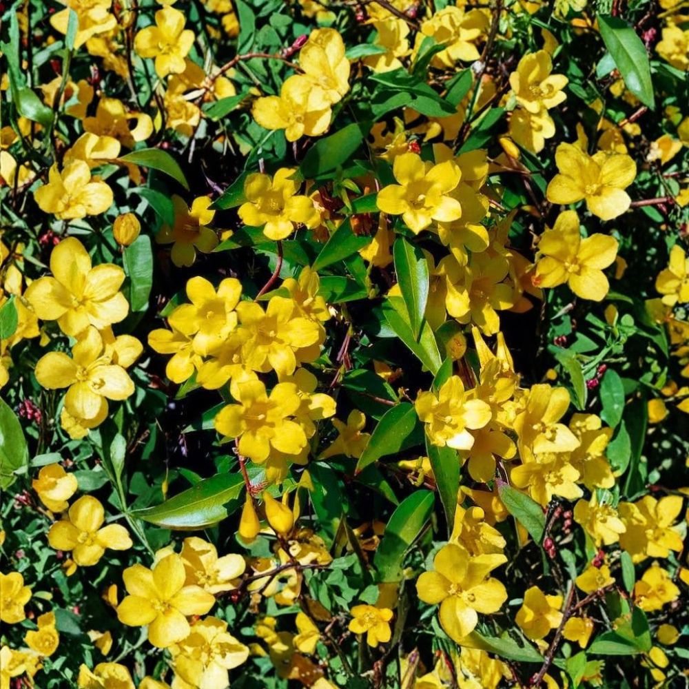 Carolina Jasmine Seeds – 300+ Pack Gelsemium sempervirens | Fast Growing Yellow Jessamine Vine