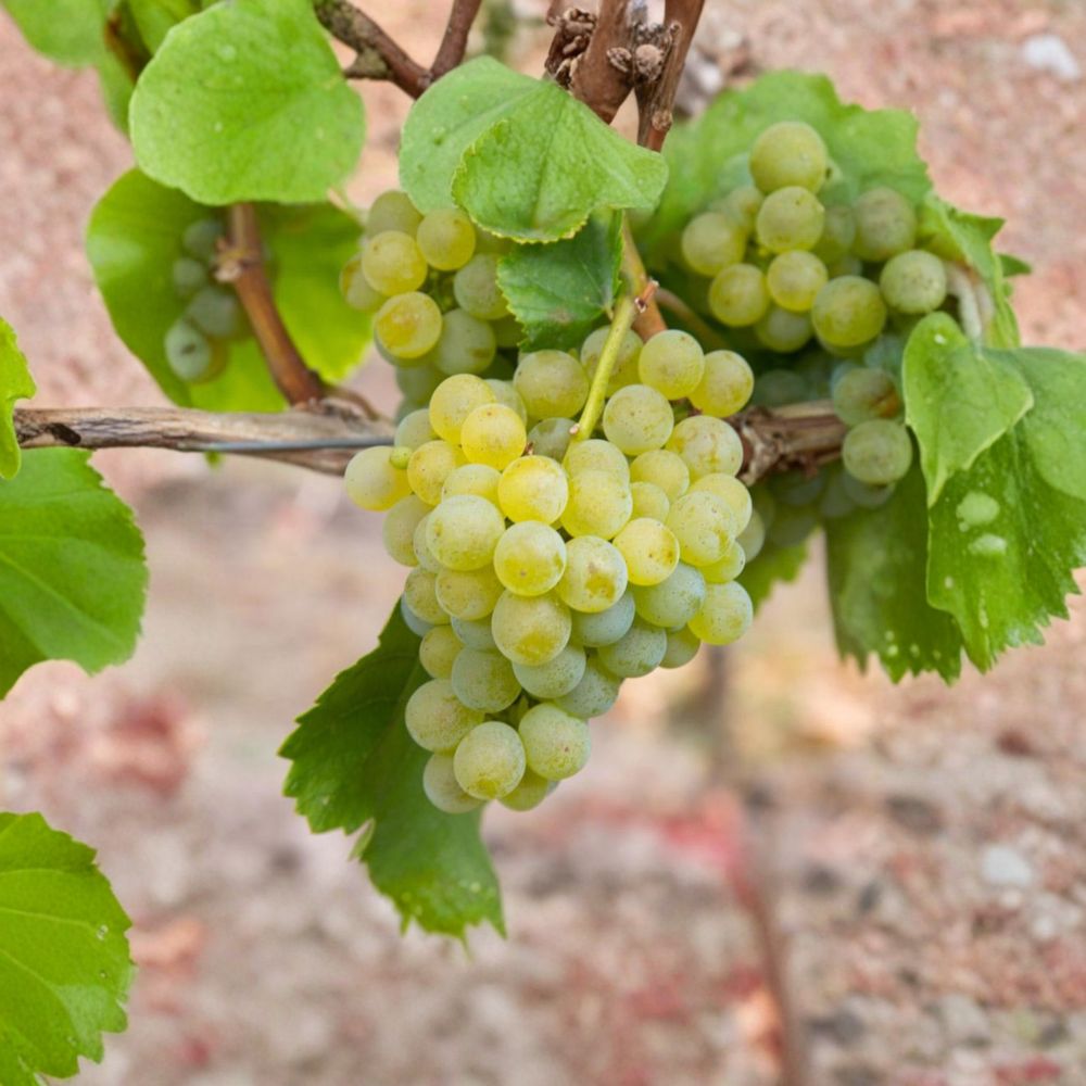 Müller-Thurgau Grape Vine – Live Potted White Wine Grape Plant, Cold Hardy, Ideal for Trellis & Garden