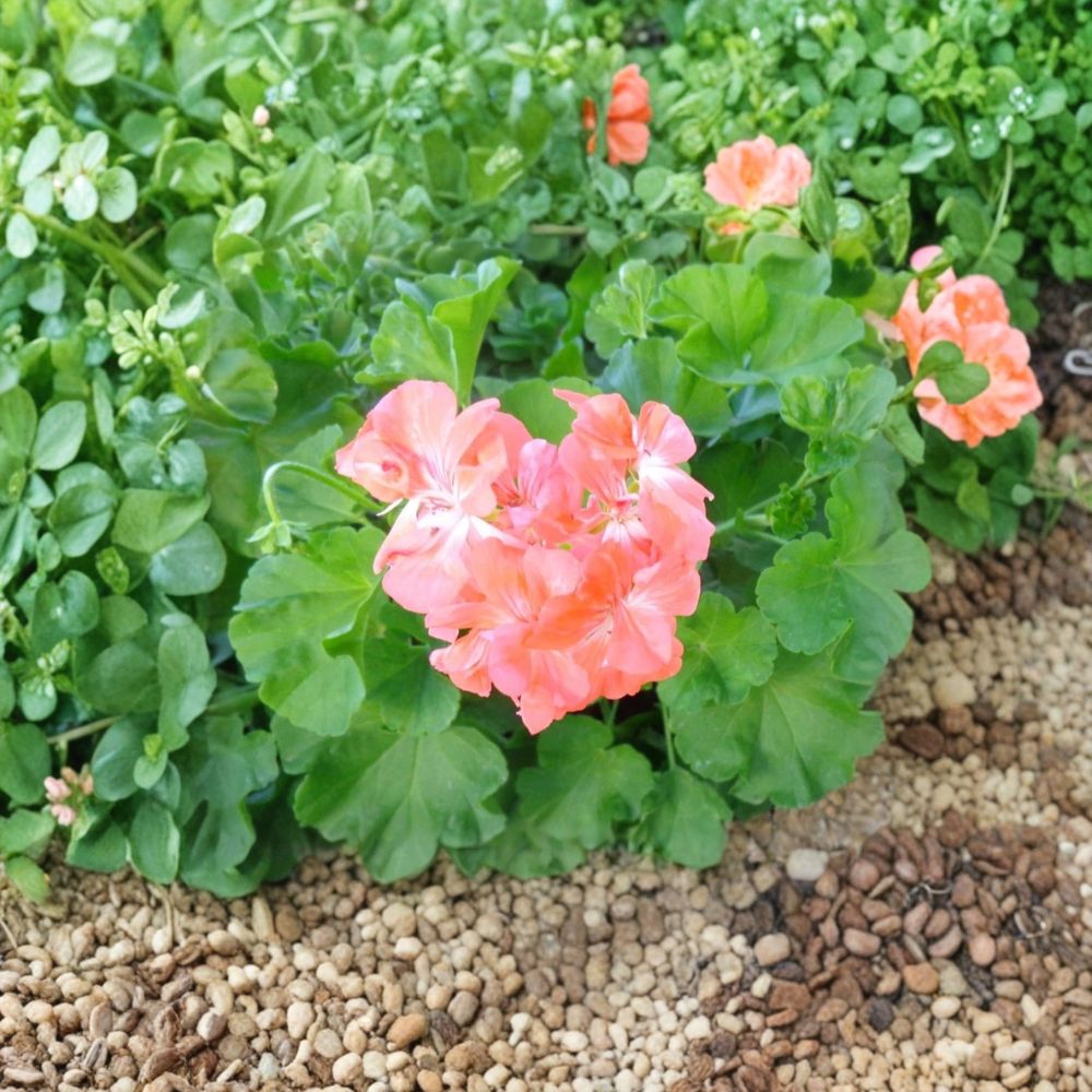Salmon Pink Ivy Geranium Cuttings – Pelargonium peltatum Live Unrooted Plants | 3 x 6 Inch Trailing Cuttings