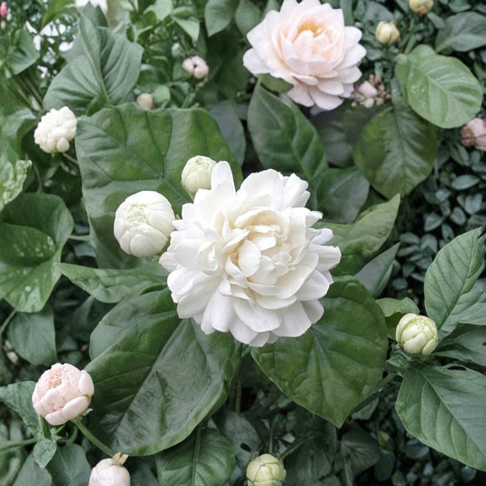 Grand Duke of Tuscany Jasmine Live Plant – Double Flower Arabian Jasmine, Highly Fragrant Indoor Plant