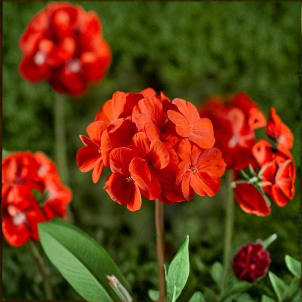 Geranium Pinto Premium Scarlet Deep Pelargonium Seeds | 1,000 Hot Deep Scarlet Blooms