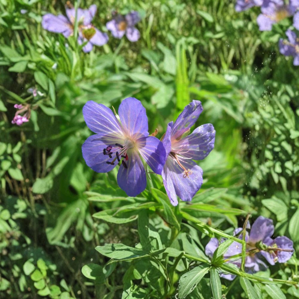 Geranium Pratense Seeds – 15+ Meadow Cranesbill Perennial Flowers | Blue Violet Blooms | Pollinator Friendly