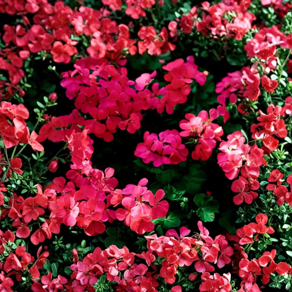Fuchsia Ivy Leaf Geranium Seeds – Pelargonium Summer Showers Trailing Flower Seeds