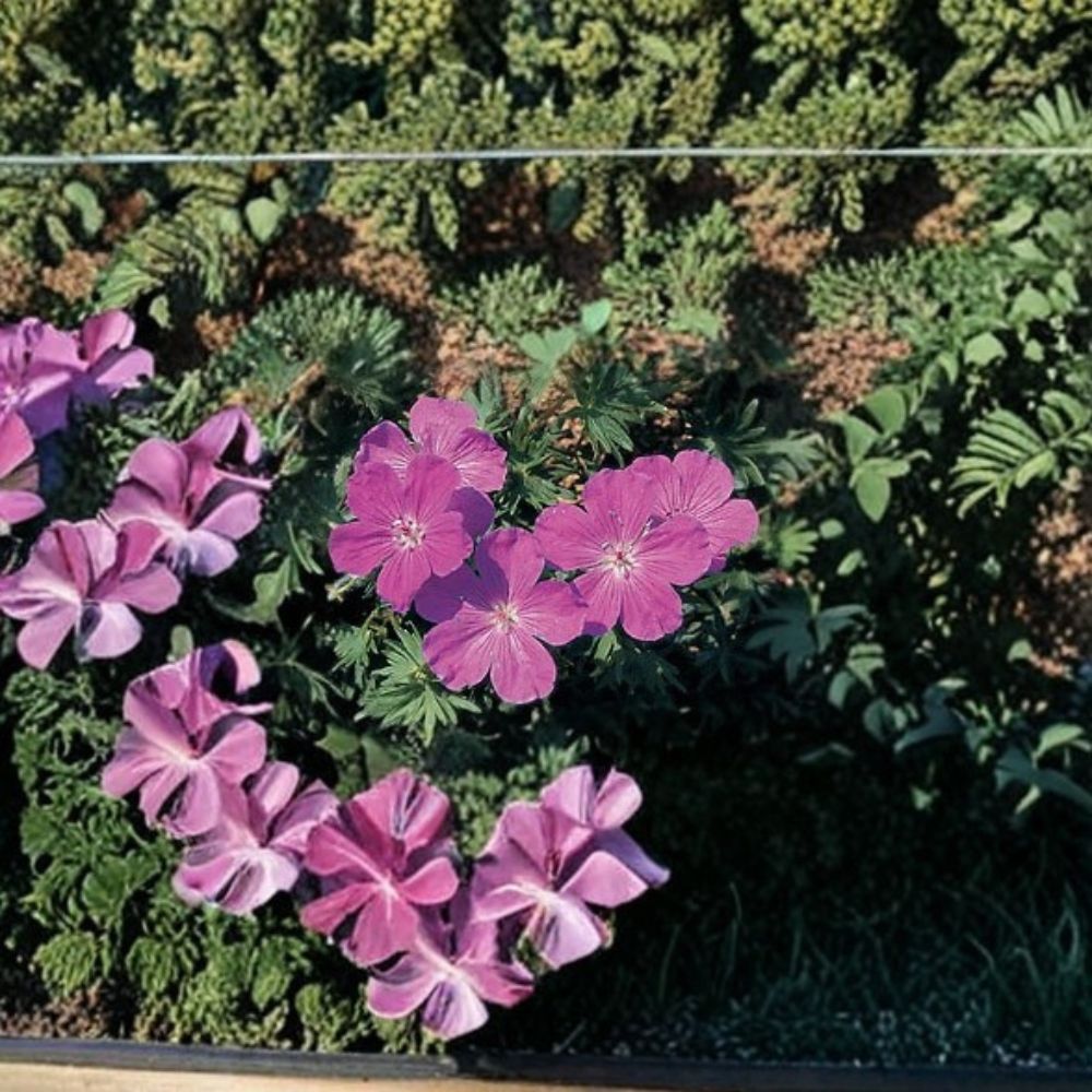 Geranium sanguineum Vision Violet Seeds – Hardy Perennial Cranesbill | 1,000 Seeds
