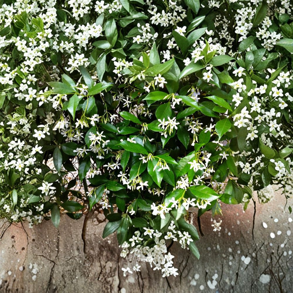 Star Jasmine Cuttings 6 Pack – Organic Trachelospermum jasminoides Vine with Fragrant White Flowers