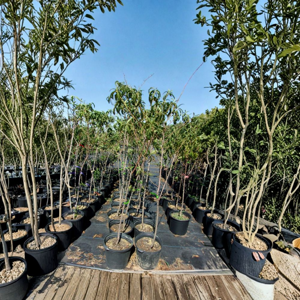 Jefferson Peach Tree – Prunus persica Live Plant | 4–6 Feet Tall | Sweet Freestone Peach