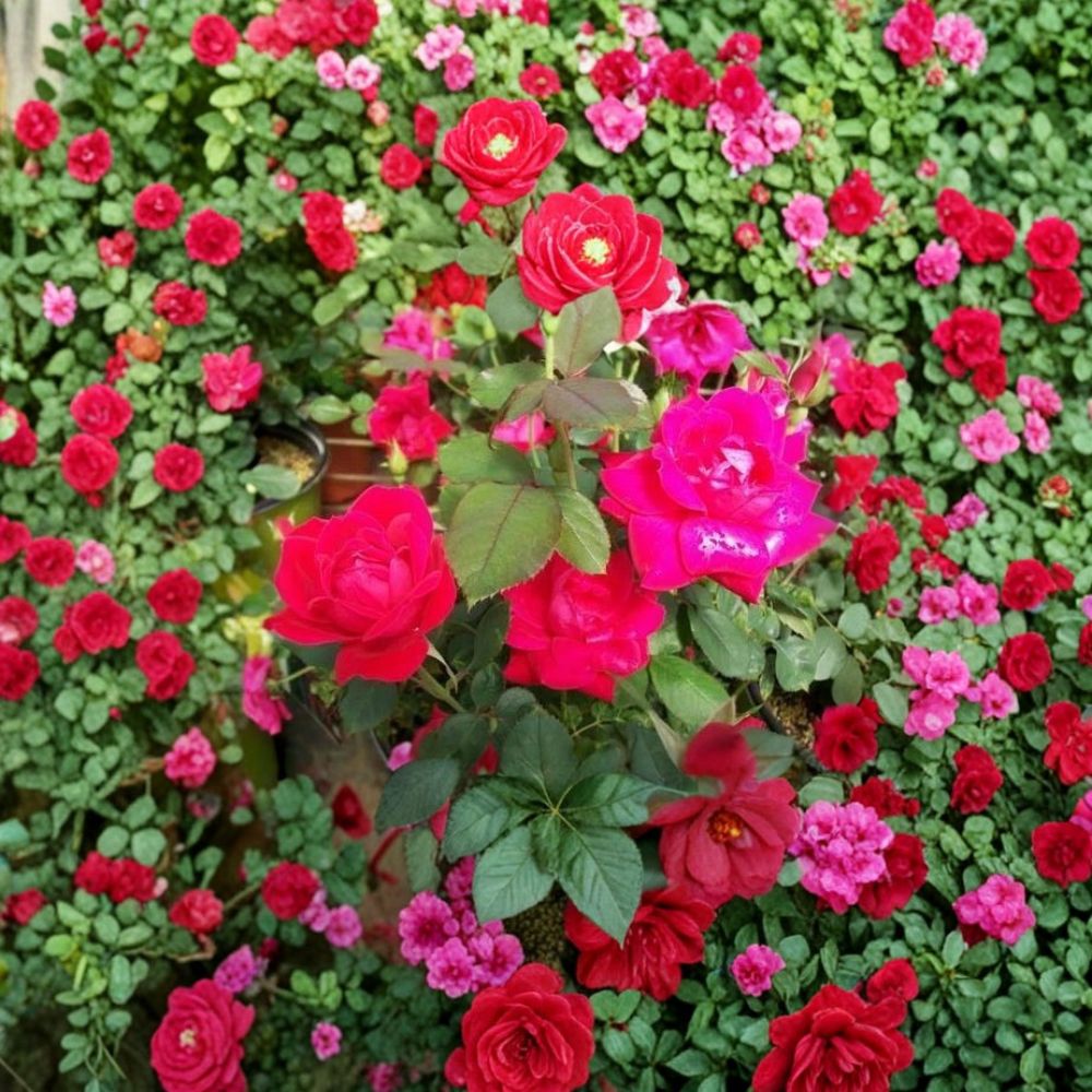 Double Knock Out® Red Rose – 3 Gallon Disease Resistant Rosa Hybrid Plant
