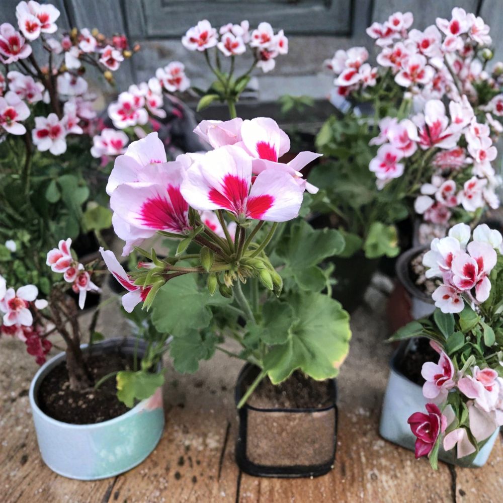 Rare Red & White Zonal Geranium – Live Pelargonium Plant in Gallon Pot