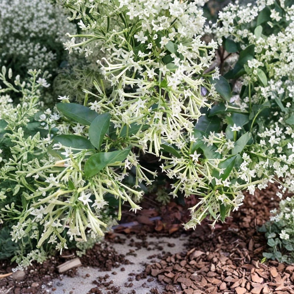 Night Blooming Jasmine (Cestrum nocturnum) Live Plant – Fragrant Evergreen Shrub for Indoor & Outdoor Growing
