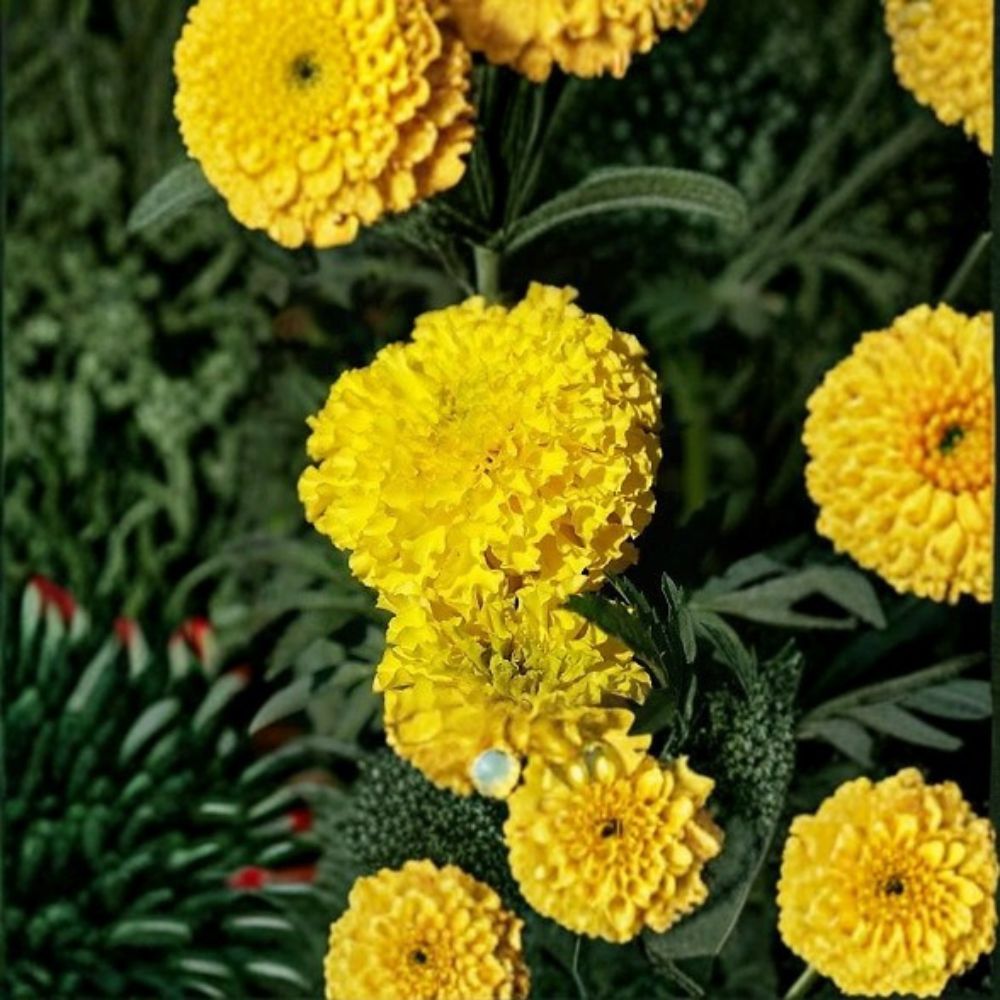 Marigold Coco Yellow – Tagetes erecta Flower Seeds | 250 Seeds | Tall African Marigold | Weather Resistant | Bright Yellow Cut Flowers