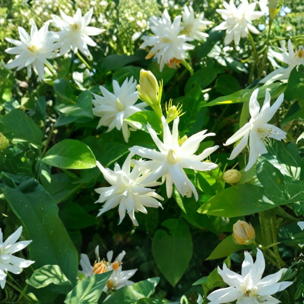 Belle of India Jasmine - Jasminum sambac Double Live Plant with Fragrant White Blooms, Indoor & Patio Flowering Plant