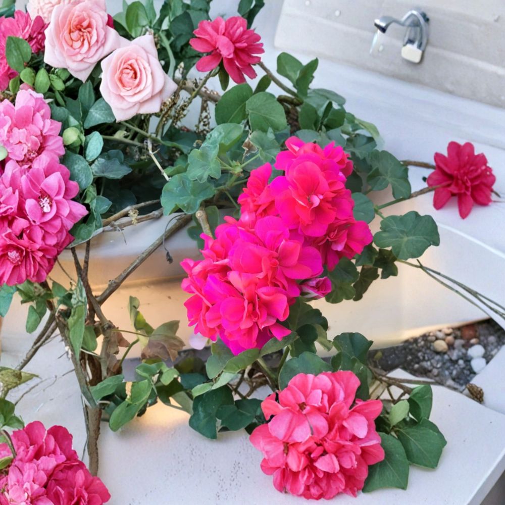 Ivy Geranium Salmon Pink Double Cuttings – 6 Pelargonium Starter Cuttings for Patio & Hanging Baskets