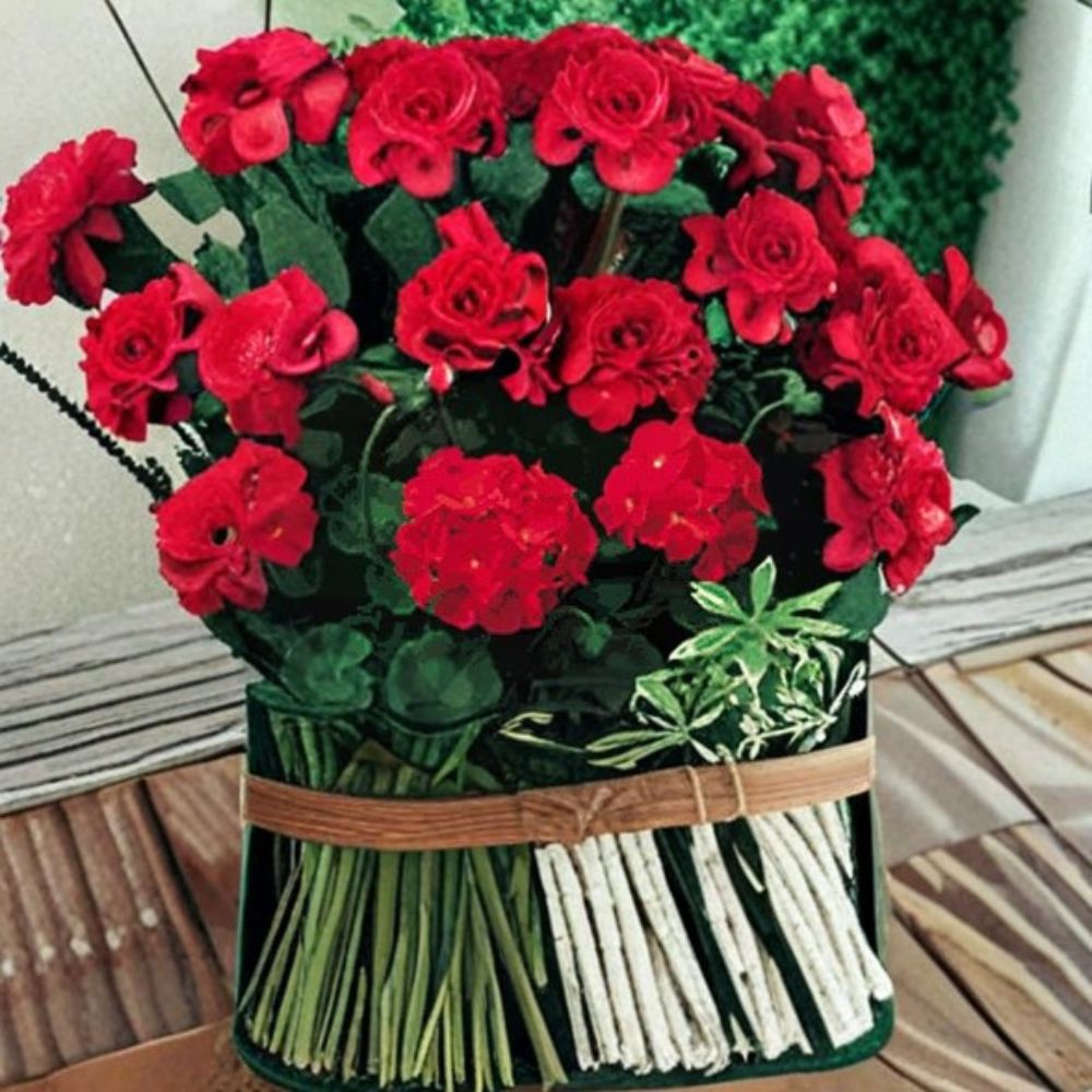 Geranium Pinto Premium Red Deep Pelargonium Seeds | 1,000 Seeds | Deep Red Blooms