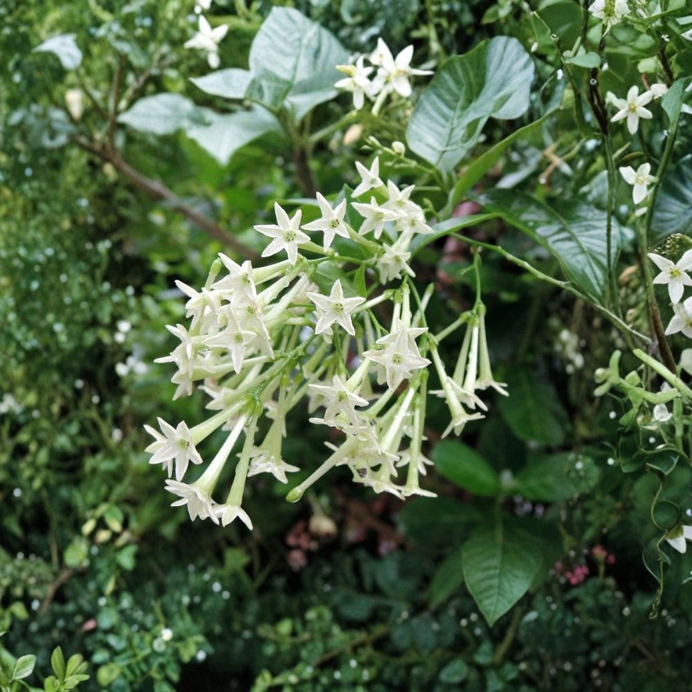 Night Blooming Jasmine (Cestrum nocturnum) Live Plant – Fragrant Evergreen Shrub for Indoor & Outdoor Growing