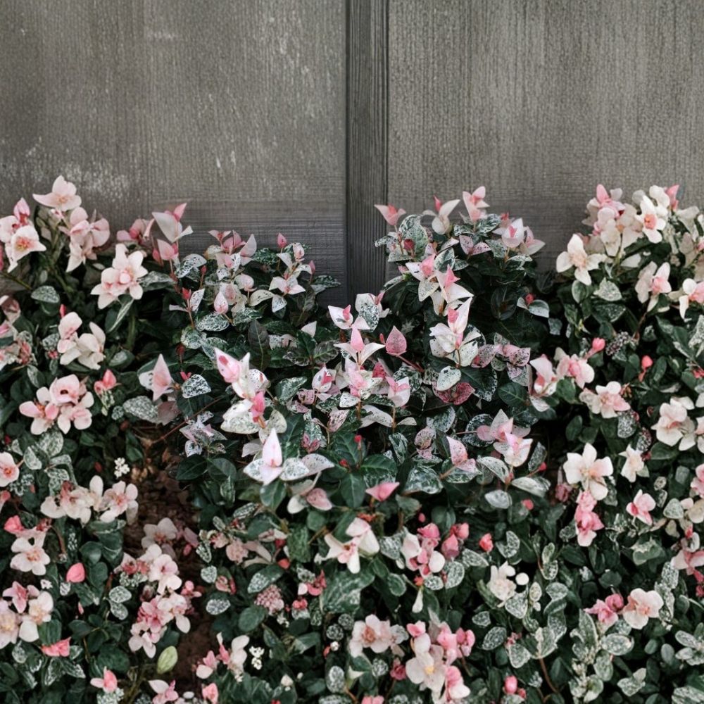 Snow N Summer™ Asian Jasmine - Variegated Evergreen Groundcover Vine | Fragrant Shade-Tolerant Plant 1 Quart