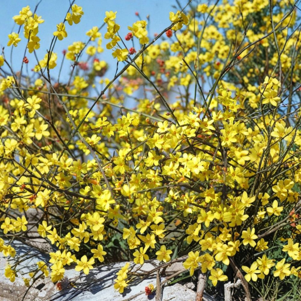 Winter Jasmine Plant Jasminum nudiflorum 1 Gallon Bonsai Shrub Yellow Early Spring Flowers