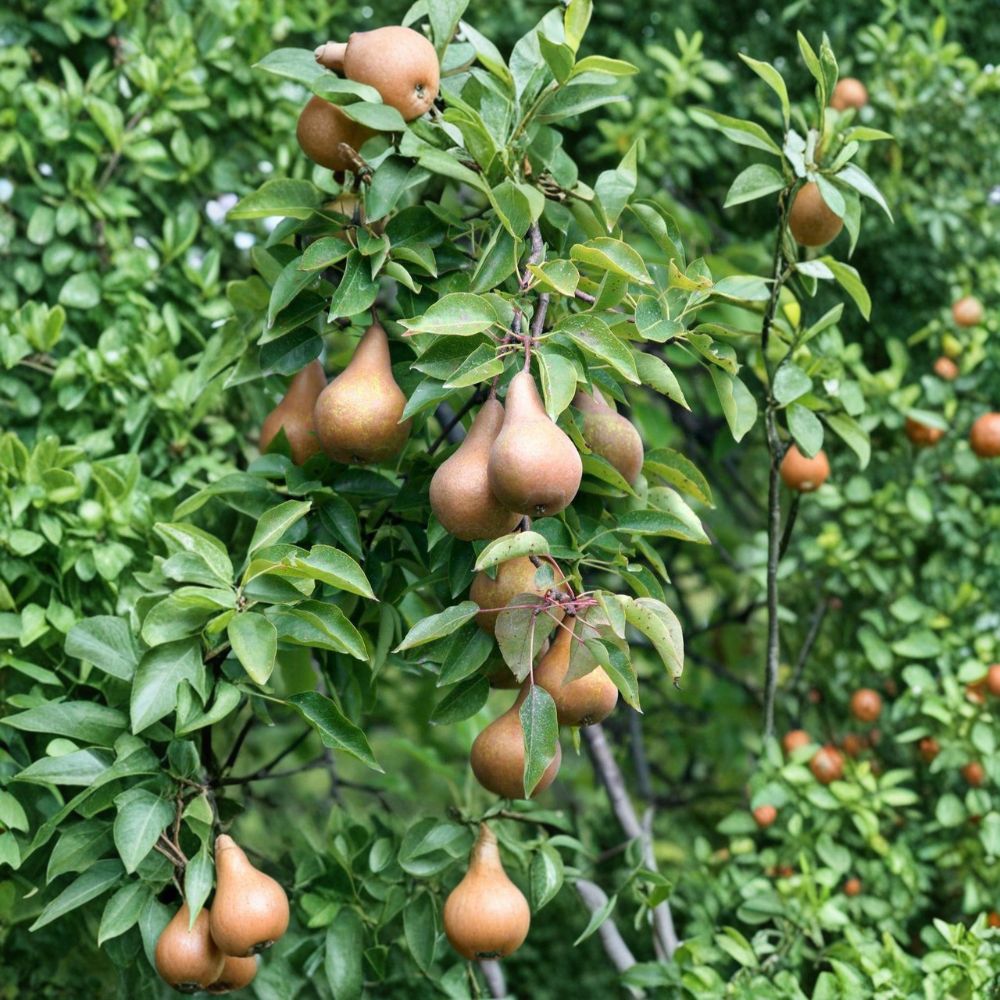 Bosc Pear Tree Bare Root 3-4 Ft | Sweet Firm European Pear on OHxF 333 Rootstock