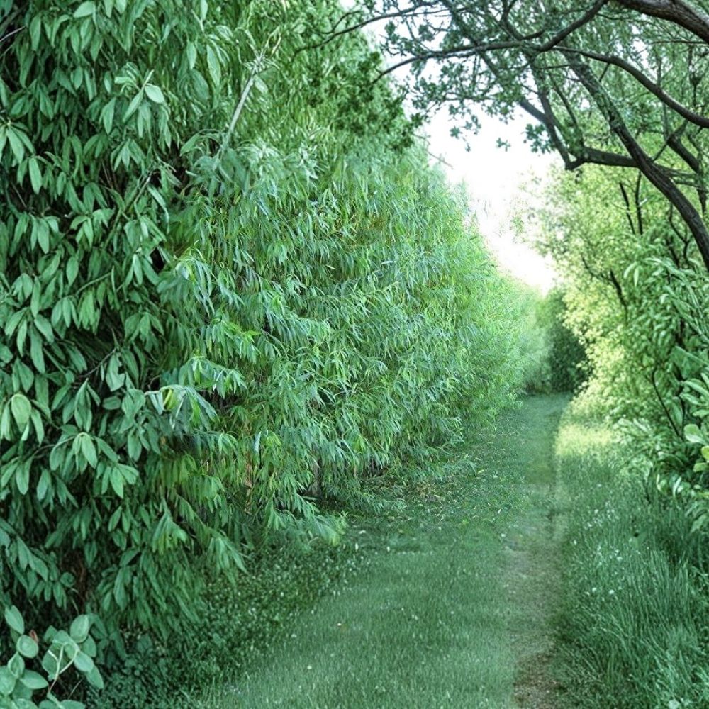 Hybrid Willow Trees – 26 Pack Austree Willow Bare Root Starter Plants for Fast Growing Shade & Privacy