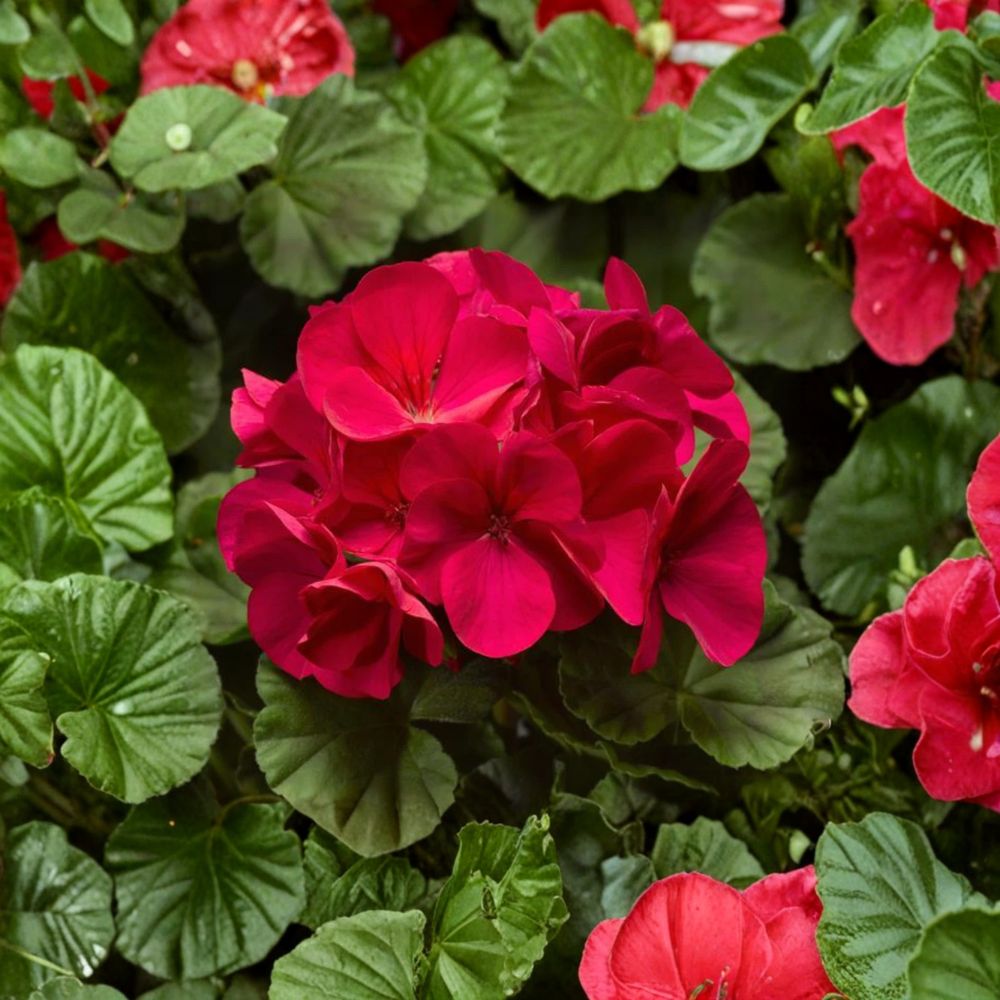 Pinto Premium Violet Geranium Plants – 6 Live Baby Plug Plants | Pelargonium Annual Flowers