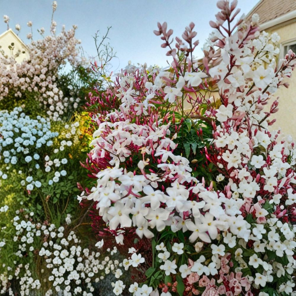 Pink Jasmine Plant – Jasminum polyanthum Live Starter | Fragrant Climbing Vine for Indoor & Outdoor