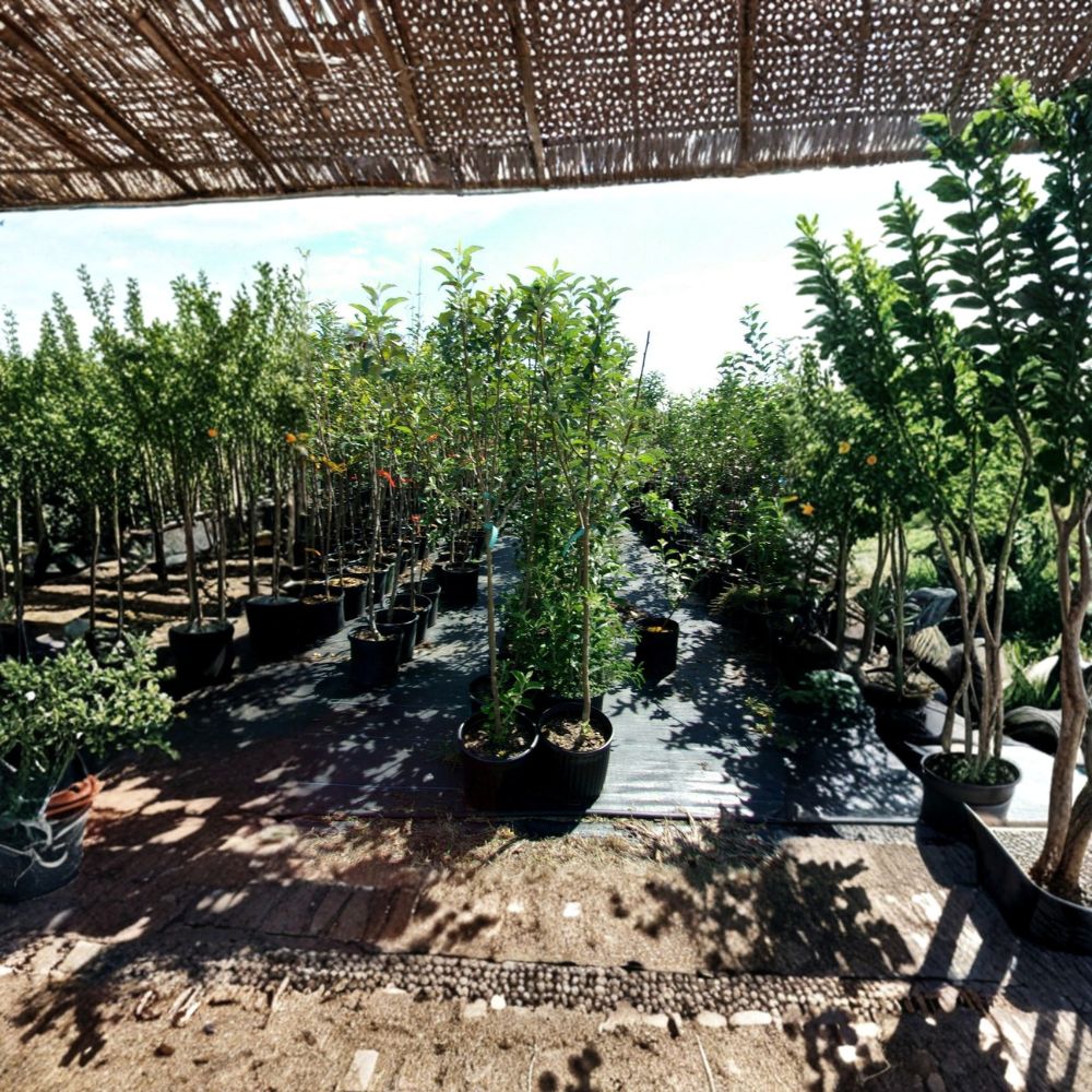 York Apple Tree – Live Fruit Tree 4–6 Feet Tall | Sweet Juicy Apples | Backyard Orchard Starter