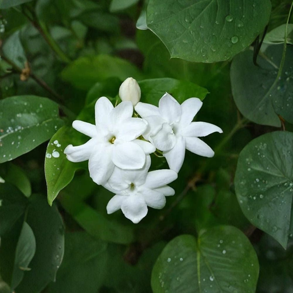 Maid of Orleans Jasmine (Jasminum sambac) Live Starter Plant – Fragrant Arabian Jasmine, 2–8” Potted Indoor/Outdoor Plant