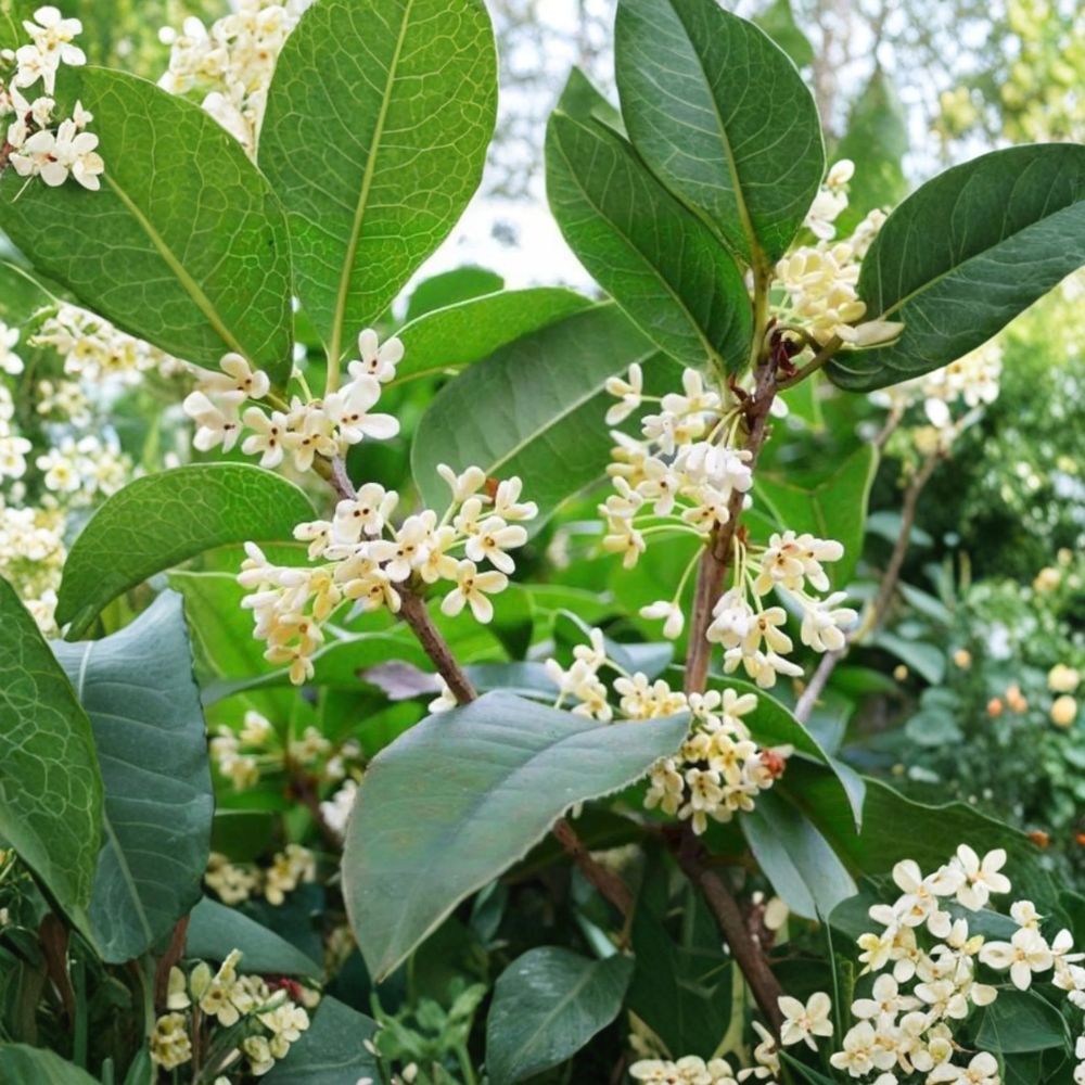 Sweet Osmanthus Tree – Osmanthus fragrans ‘Semperflorens’ Live Plant | 1 Gallon Fragrant Tea Olive | Year-Round Blooming