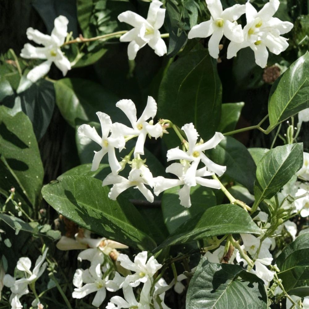 Confederate Star Jasmine 2 Pack - Fragrant Evergreen Climbing Vine | Trachelospermum jasminoides 7 Inch Plug Plants