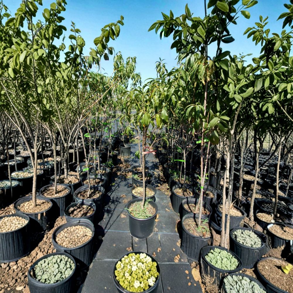 August Lady Peach Tree – Prunus persica Live Fruit Tree 4-6 Feet Tall | Sweet Juicy Freestone Peaches
