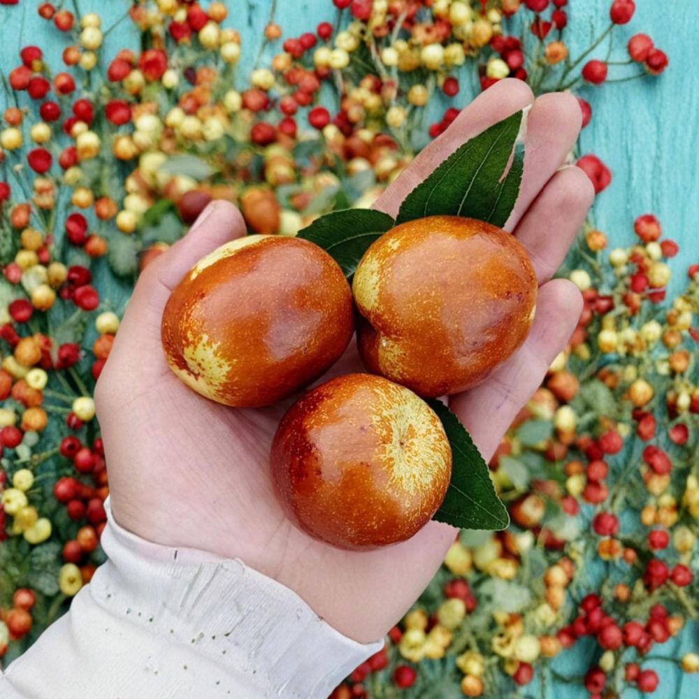 Shanxi Li Giant Jujube Tree – Large Chinese Date Tree with Sweet Apple Flavor, Bare Root Ziziphus jujuba