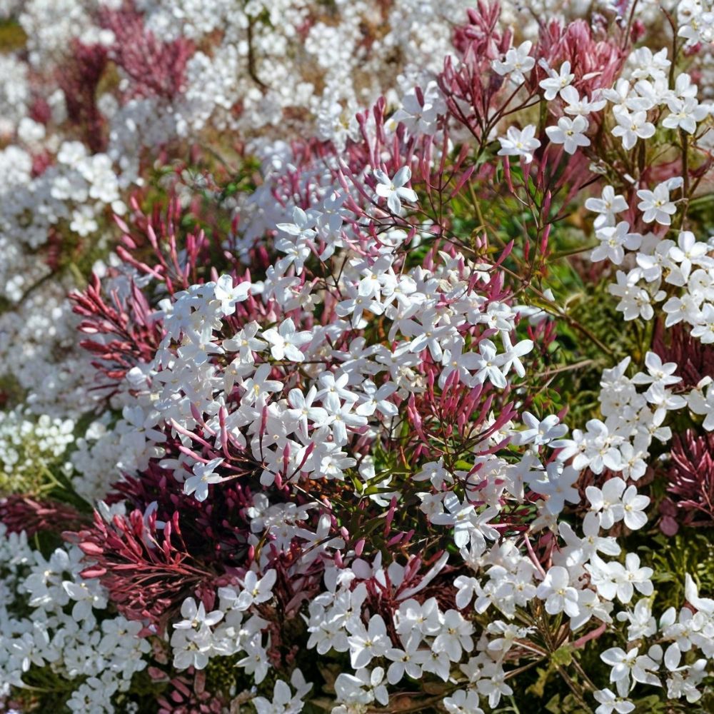 Pink Jasmine Cuttings 10 Pack – Jasminum polyanthum Fresh 10-15 Inch Fragrant Climbing Vine