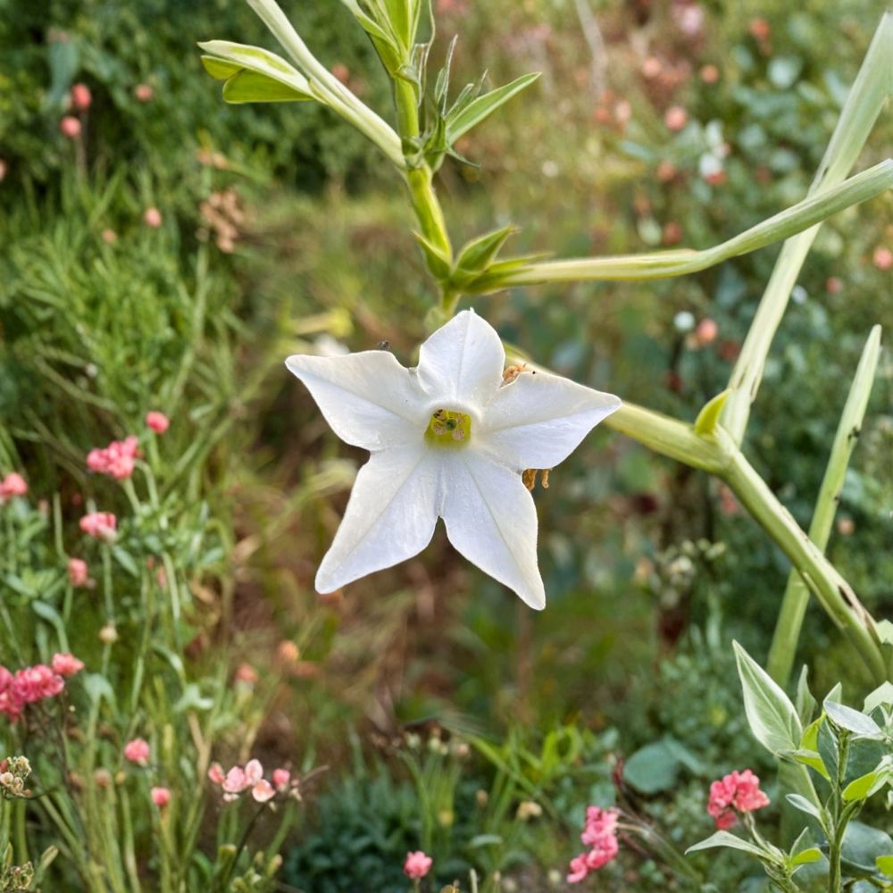Nicotiana alata Seeds – 500+ Organic Jasmine Tobacco for Night Fragrant Gardens